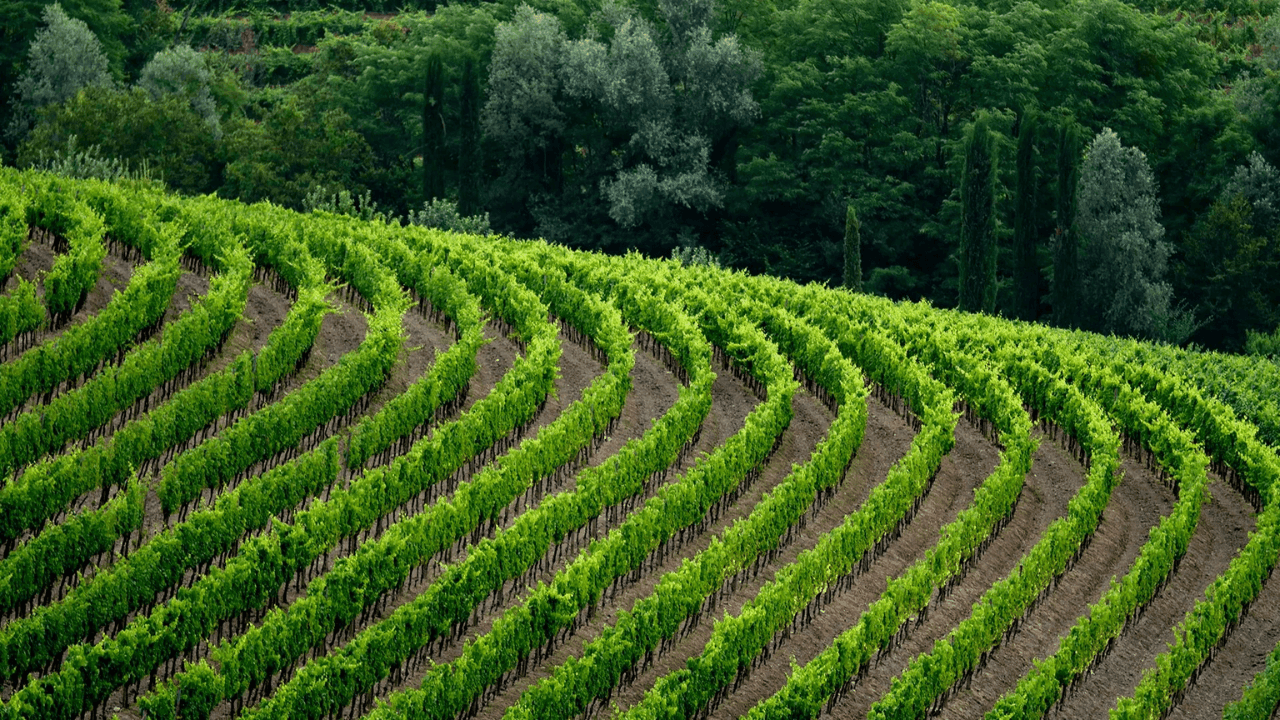 Barolo, 10 cantine da non perdere