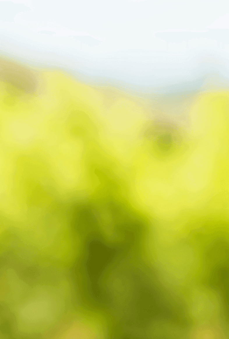 <h2 style="color: #461c24; text-shadow: 1px 1px 4pb1582dx rgba(0,0,0,0.6);"><b>Chenin Blanc</b></h2>