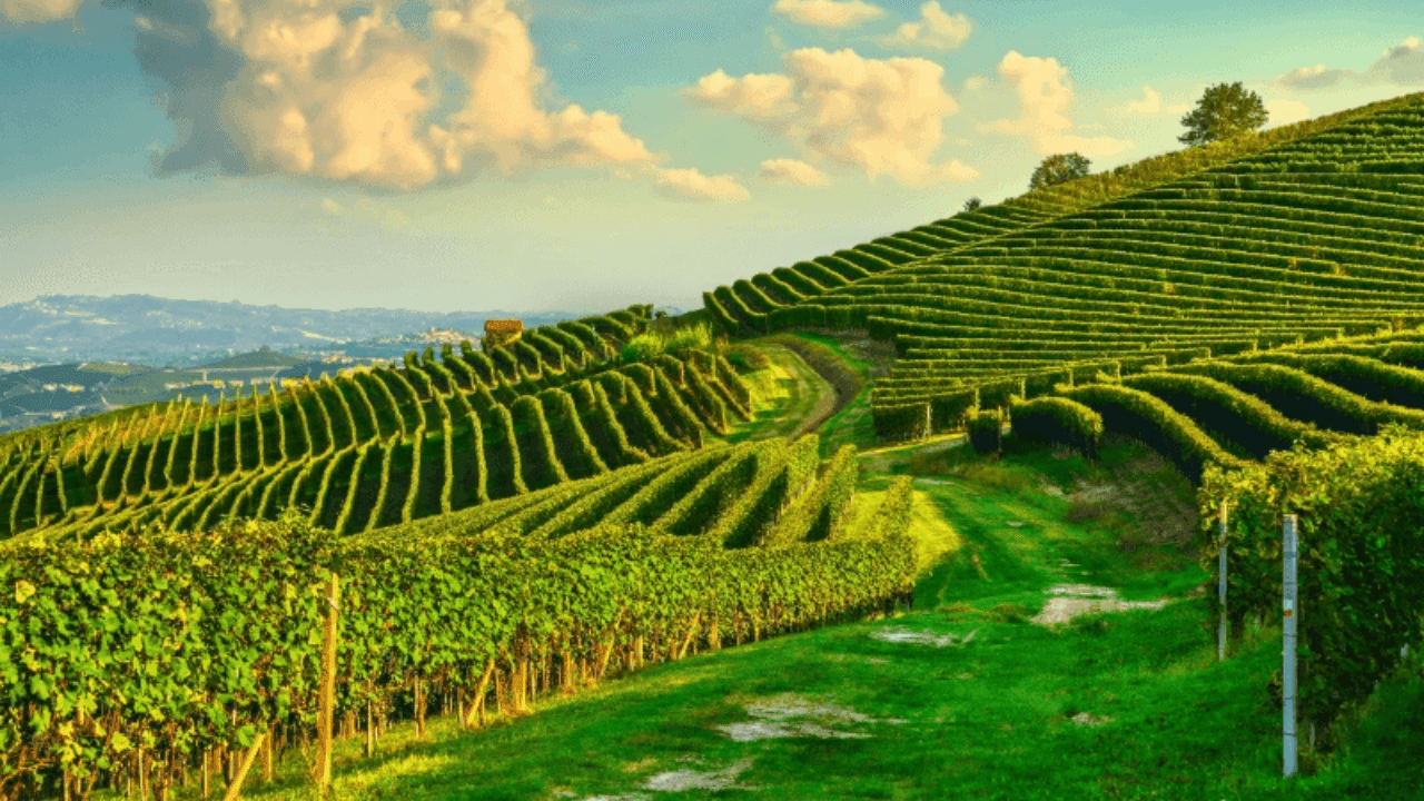 Naviga tra le bottiglie del Piemonte presenti sul nostro catalogo